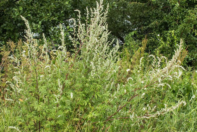 Image is a photo of a giant cluster of mugwort in full leaf, with red stems, and the beginning of flowers at their tops.
