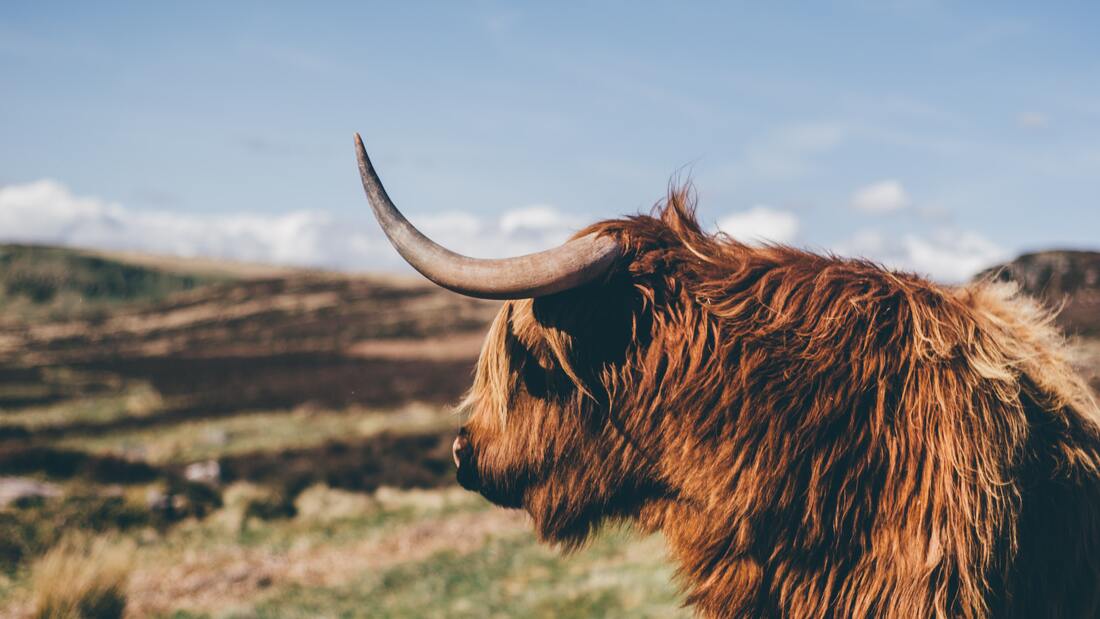 Picture of a red, very wooly highland cow with long horns. Their head is turned away from the camera and towards distant hills and blue sky in the background